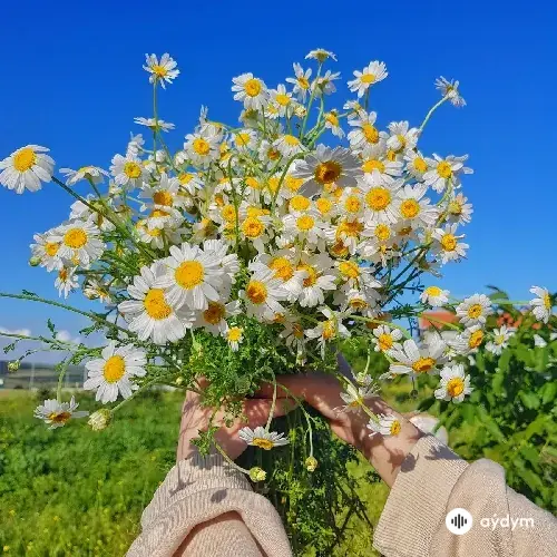 Spring Inside My Head