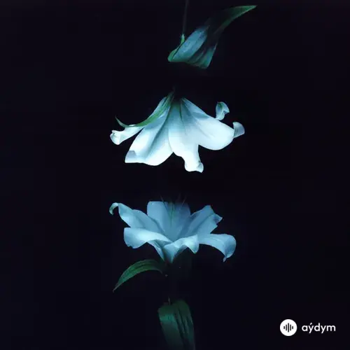 Nocturne